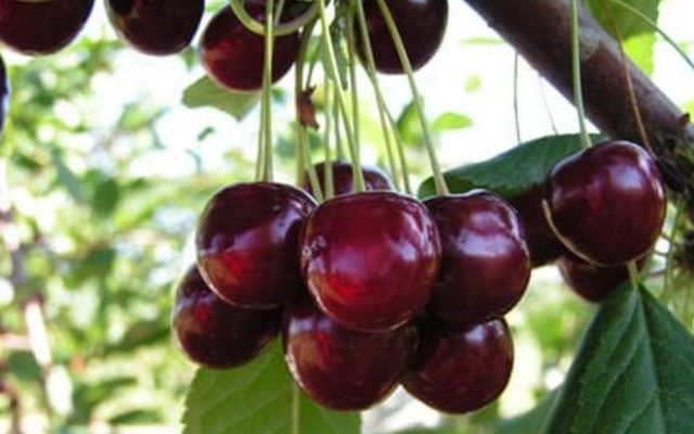 Cherry coccomycosis: control and prevention measures, treatment, spraying