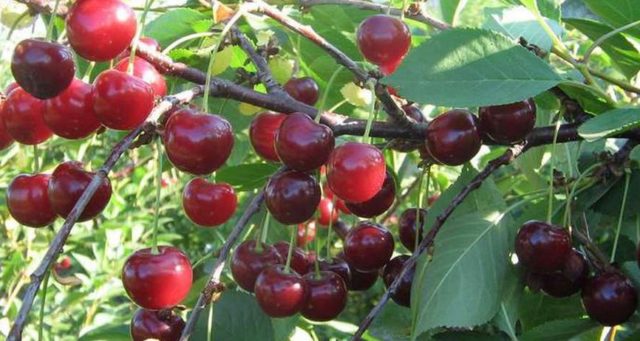 Cherry coccomycosis: control and prevention measures, treatment, spraying