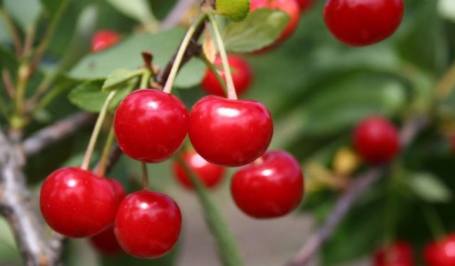 Cherry coccomycosis: control and prevention measures, treatment, spraying