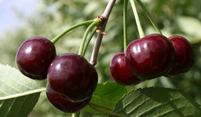 Cherry coccomycosis: control and prevention measures, treatment, spraying