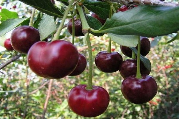 Cherry coccomycosis: control and prevention measures, treatment, spraying