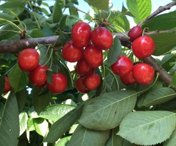 Cherry coccomycosis: control and prevention measures, treatment, spraying