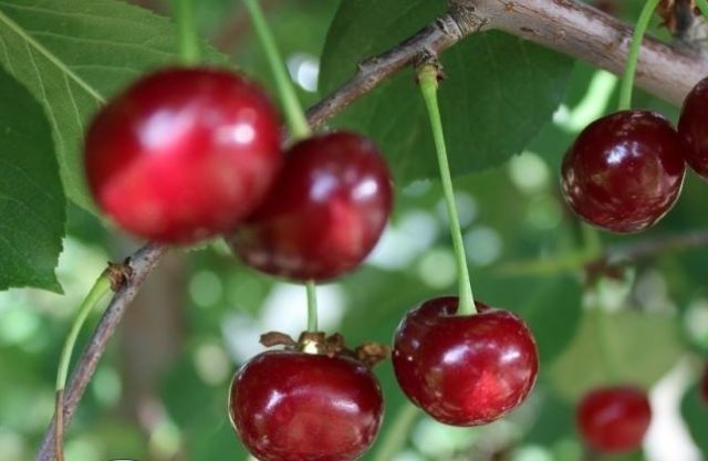 Cherry coccomycosis: control and prevention measures, treatment, spraying