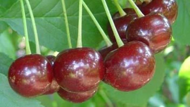 Cherry coccomycosis: control and prevention measures, treatment, spraying