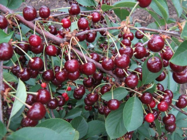 Cherry coccomycosis: control and prevention measures, treatment, spraying