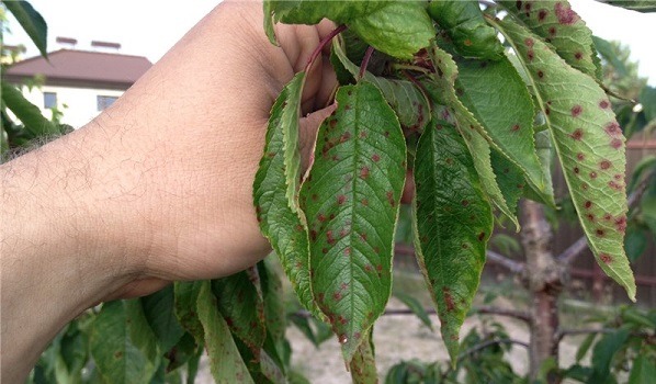 Cherry coccomycosis: control and prevention measures, treatment, spraying