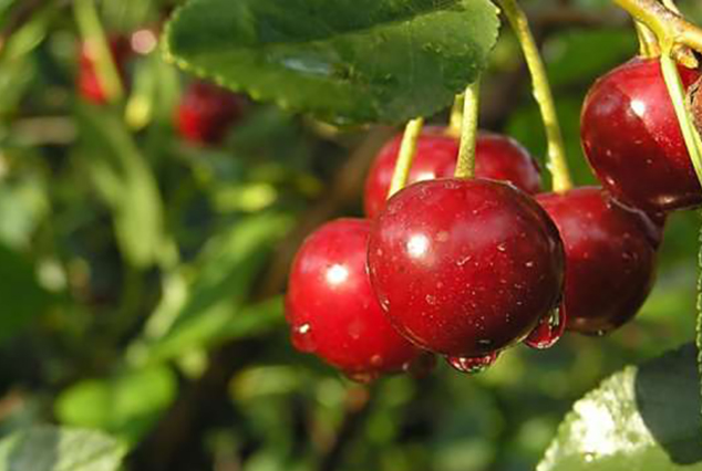 Cherry coccomycosis: control and prevention measures, treatment, spraying