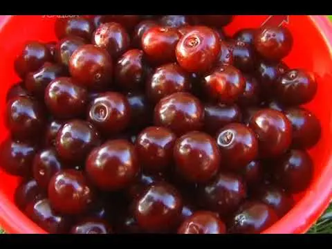 Cherry coccomycosis: control and prevention measures, treatment, spraying