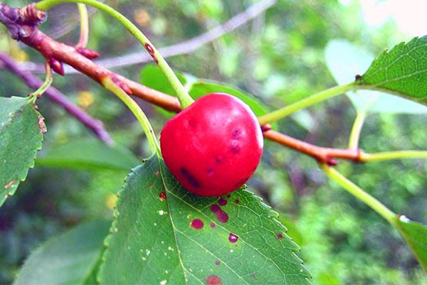 Cherry coccomycosis: control and prevention measures, treatment, spraying