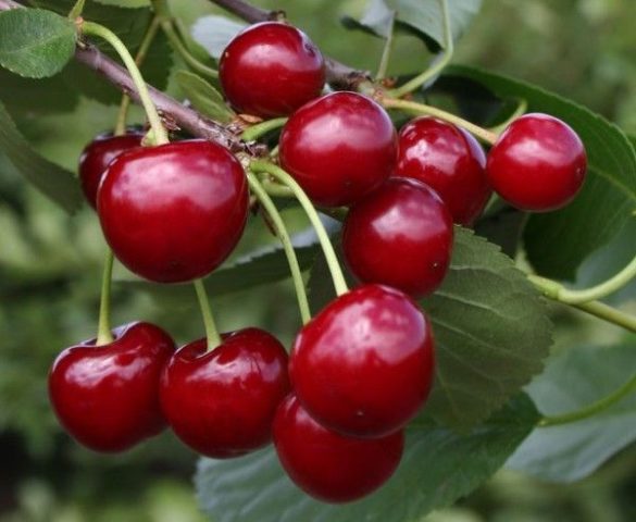 Cherry coccomycosis: control and prevention measures, treatment, spraying