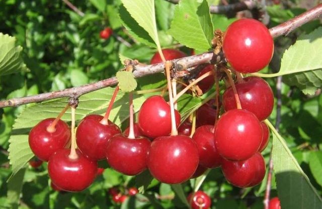 Cherry coccomycosis: control and prevention measures, treatment, spraying