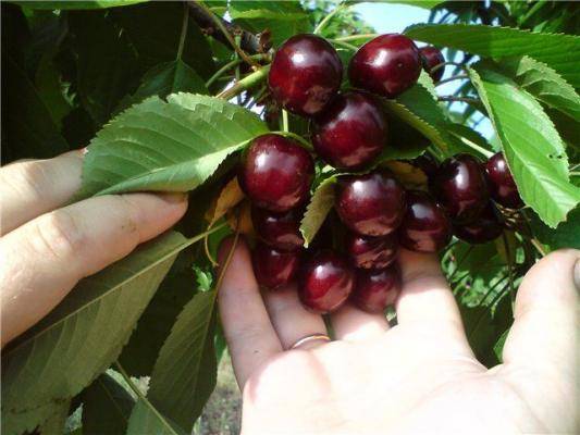 Cherry columnar Sylvia