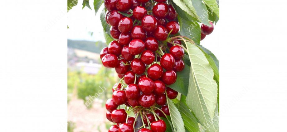 Cherry columnar Sylvia