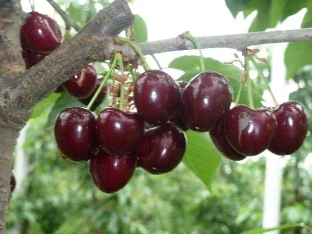 Cherry Cordia