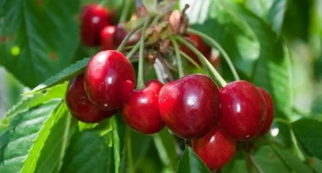 Cherry Cordia