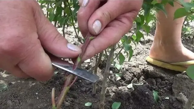 Cherry cuttings: how to root in spring, summer and autumn, video