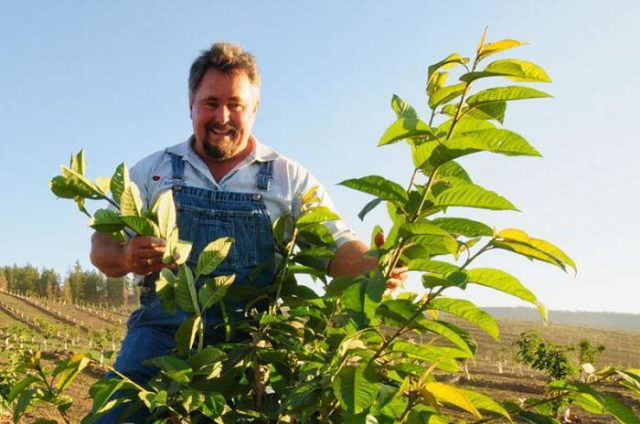 Cherry cuttings: how to root in spring, summer and autumn, video