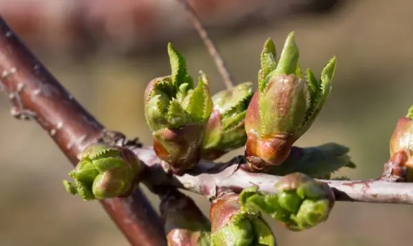 Cherry cuttings: how to root in spring, summer and autumn, video