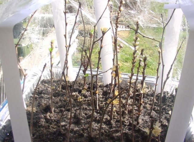 Cherry cuttings: how to root in spring, summer and autumn, video