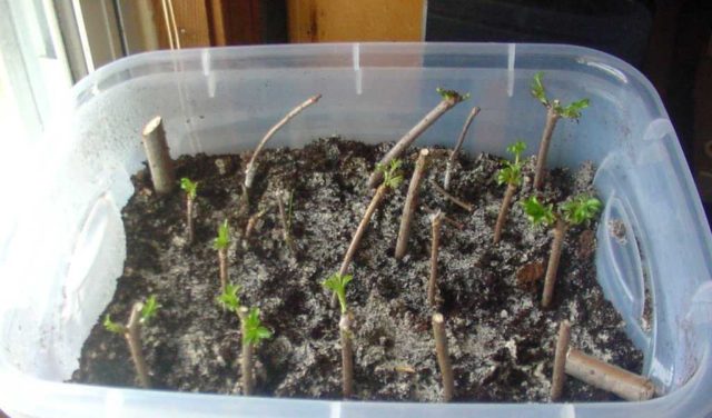 Cherry cuttings: how to root in spring, summer and autumn, video