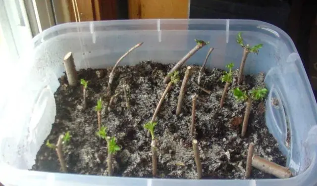 Cherry cuttings: how to root in spring, summer and autumn, video