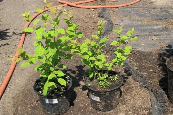 Cherry cuttings: how to root in spring, summer and autumn, video