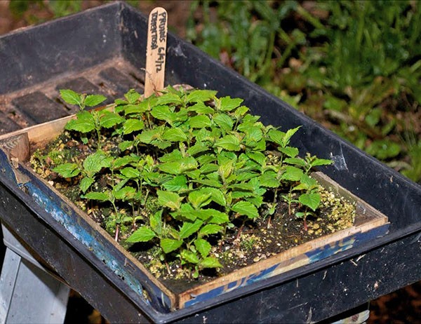 Cherry cuttings: how to root in spring, summer and autumn, video