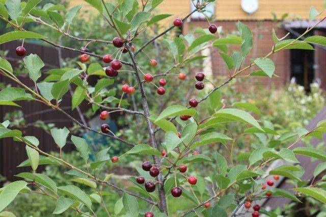 Cherry Dessert Frosty