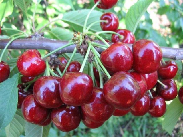 Cherry Dessert Frosty