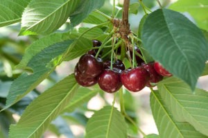 Cherry does not bear fruit: possible causes and their elimination