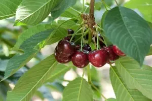 Cherry does not bear fruit: possible causes and their elimination