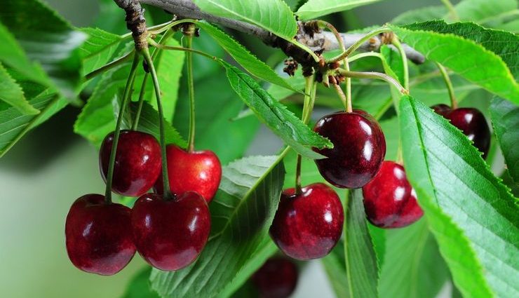 Cherry does not bear fruit: possible causes and their elimination