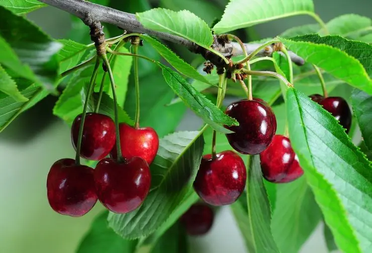 Cherry does not bear fruit: possible causes and their elimination