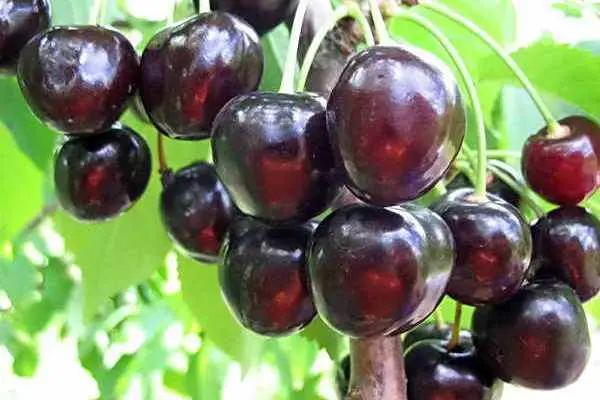 Cherry Drozdovskaya