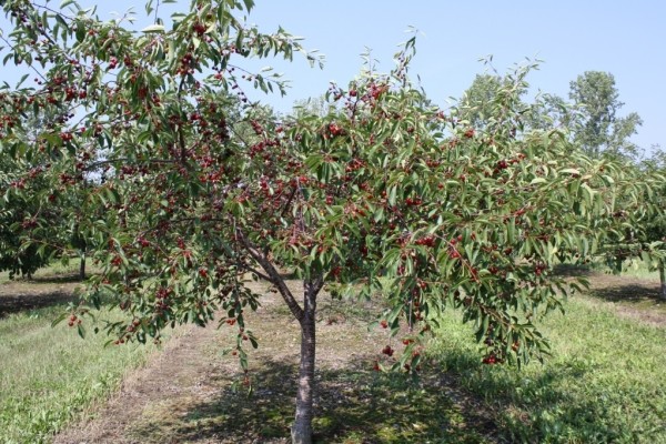 Cherry Drozdovskaya