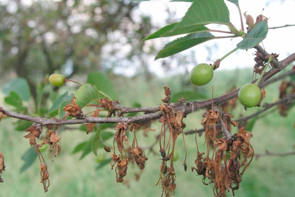 Cherry Drozdovskaya