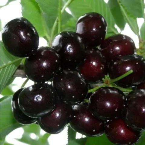 Cherry (duke, VCHG, cherry) Nochka: variety description, photos, reviews, pollinators, frost resistance