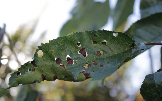 Cherry (duke, VCHG, cherry) Nochka: variety description, photos, reviews, pollinators, frost resistance