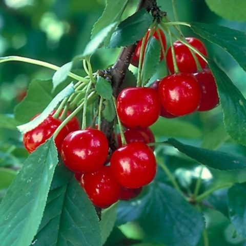 Cherry (duke, VCHG, cherry) Nochka: variety description, photos, reviews, pollinators, frost resistance