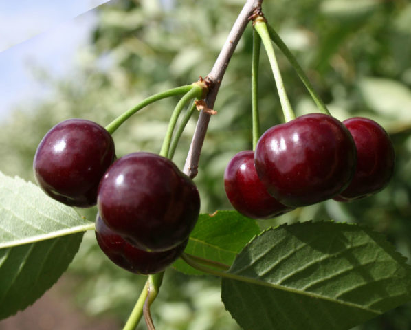 Cherry (duke, VCHG, cherry) Nochka: variety description, photos, reviews, pollinators, frost resistance