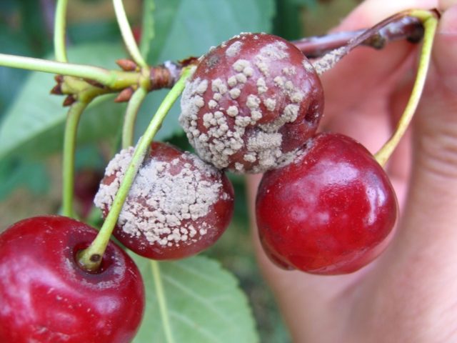 Cherry (duke, VChG, cherry) Spartanka: variety description, photos, reviews, pollinators, planting and care