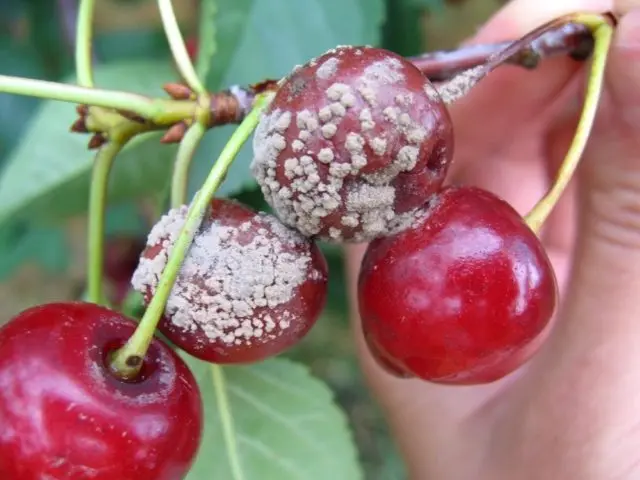 Cherry (duke, VChG, cherry) Spartanka: variety description, photos, reviews, pollinators, planting and care