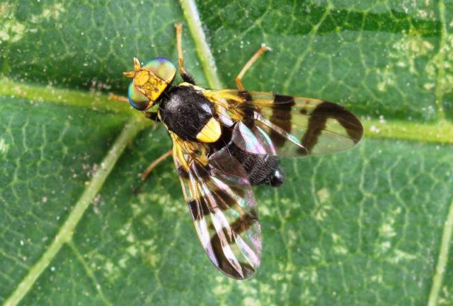 Cherry fly: terms and rules for processing with effective means and chemicals