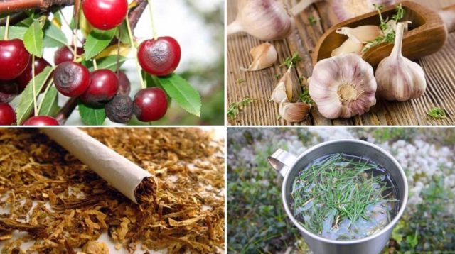 Cherry fly: terms and rules for processing with effective means and chemicals