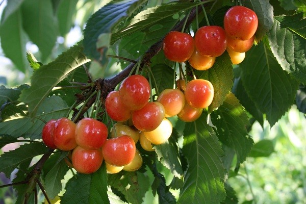 Cherry Franz Josef