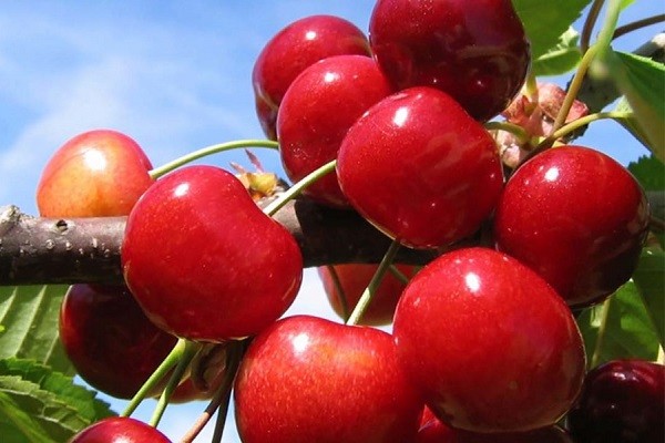 Cherry Franz Josef