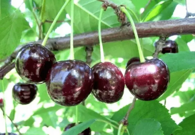 Cherry French Black