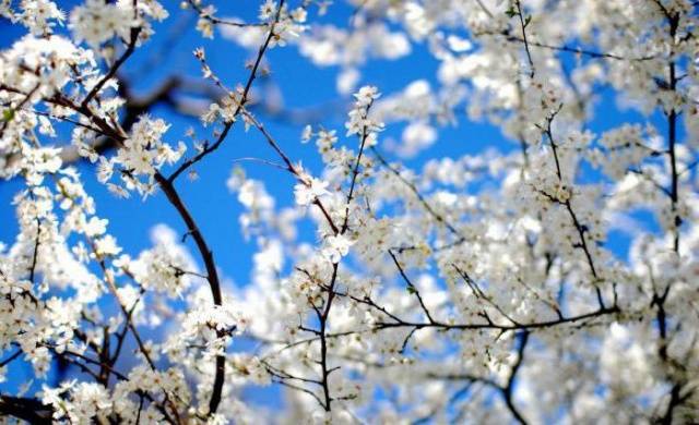 Cherry Garland