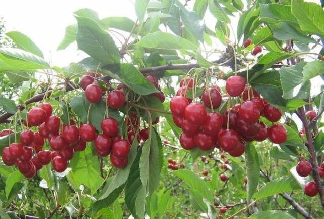 Cherry Garland