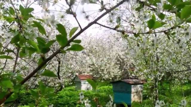 Cherry Garland